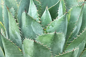 Botanical Prints: Agave parri, Descanso Gardens, La Canāda, California, USA