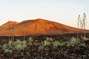 Images Dated 26th February 2020: Agaves (Agave) in the lava field near Mancha Blanca, Lanzarote, Canary Islands