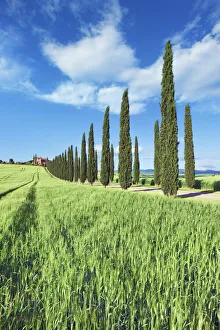 Barley Prints: Agricultural landscape with cypresses - Italy, Tuscany, Siena, Val d Orcia