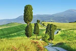Agricultural landscape with cypresses - Italy, Tuscany, Siena, Val d Orcia, Pienza