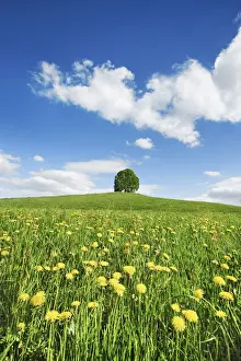 Farm Land Prints: Agricultural landscape with dandelion meadow and lime tree - Germany