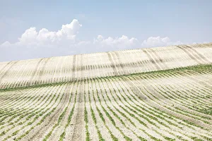 Southern Spain Prints: Agricultural landscape near Ronda, Andalusia, Spain