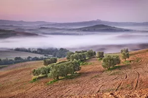 Agricultural landscape with olive grove - Italy, Tuscany, Siena, Val d Orcia