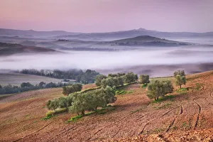 Farm Land Prints: Agricultural landscape with olive grove - Italy, Tuscany, Siena, Val d Orcia