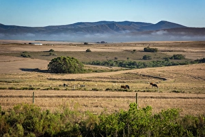 Overberg Region Prints: Agulhas Plain, Overberg region, Western Cape, South Africa