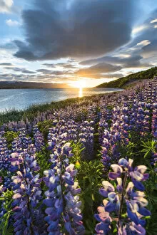 Images Dated 5th August 2016: Akureyri, Northern Iceland. Fields of lupins and midnight sun