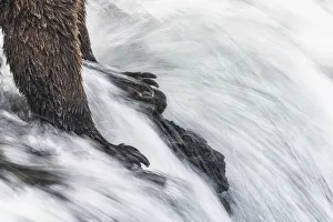 Alaska Gallery: Alaskan brown bear in Katmai National Park and preserve, Alaska, USA