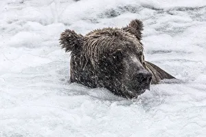 Alaska Gallery: Alaskan brown bear portrait in Katmai National Park and preserve, Alaska, USA