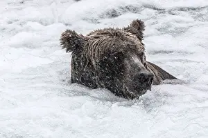 Brooks Camp Prints: Alaskan brown bear portrait in Katmai National Park and preserve, Alaska, USA