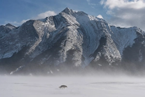 Clearwater County Prints: Alaskan Malamute dog, Abraham Lake, Clearwater County, Alberta, Canada