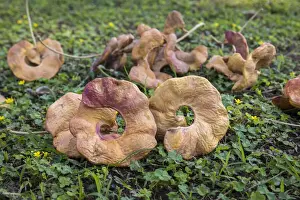 Acacia Prints: Albida pods from an Acacia tree, Lower Zambezi National Park, Zambia