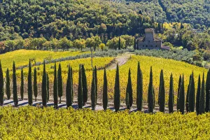 Albola castles vineyards, Radda in Chianti, Siena, Tuscany, Italy