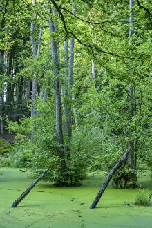 Images Dated 14th October 2020: Alder marsh at Jasmund National Park near Konigsstuhl, Rugen, Germany
