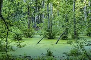 Mecklenburg West Pommerania Prints: Alder marsh at Jasmund National Park near Konigsstuhl, Rugen, Germany
