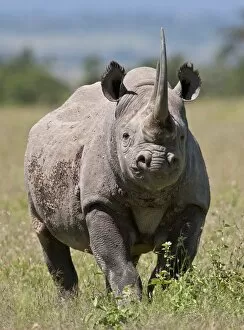Wild Life Gallery: An alert black rhino. Mweiga, Solio, Kenya