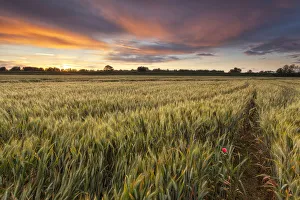 Grain Prints: Alessandria hills, Alessandria province, Piedmont, Italy