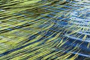 French Alps Gallery: Some algae floating in a lake during a sunny summer day in the French Alps, France