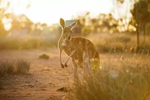 Images Dated 27th January 2017: Alice Springs, Northern Territory, Australia. Red kangaroo at sunset