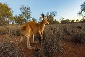 Alice Springs, Northern Territory, Australia. Red kangaroo at dusk