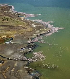 African Countryside Gallery: The alkaline waters of Lake Bogoria are a favourite