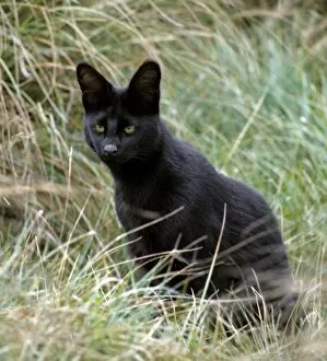 An all-black melanistic serval cat at 10