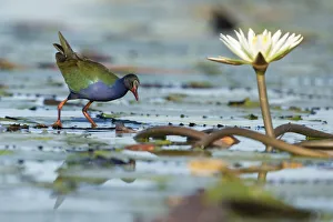 Allens (Lesser) Gallinule (porphyrio alleni), Chobe River, Botswana, Africa