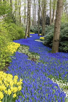 Images Dated 5th May 2023: An alley of grape hyacinths and daffodils in Keukenhof gardens, Lisse, North Holland, Netherlands