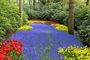 Tulip Prints: An alley of hyacinths, Keukenhof Botanical Garden, Lisse, North Holland, Netherlands