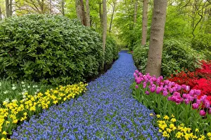 Tulip Prints: An alley of hyacinths, Keukenhof Botanical Garden, Lisse, North Holland, Netherlands