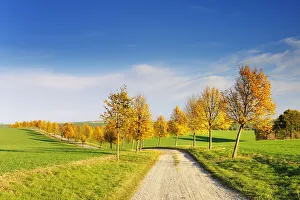 Lime Tree Prints: Alley of lime trees through cultivated landscape in autumn, Thuringia, Germany, Europe
