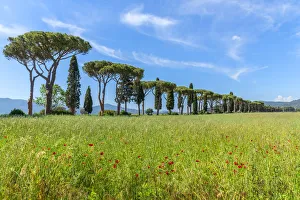 Poppy Prints: Alley near Ponti di Badia, Grosseto, Maremma, Tuscany, Italy