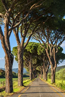 Grosseto Prints: Alley near Sticciano Scalo, Grosseto, Maremma, Tuscany, Italy