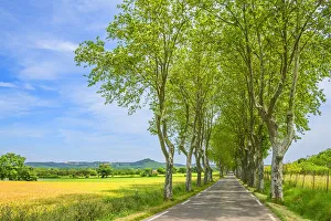 Gard Prints: Alley near Uzes, Gard, Languedoc-Roussillon, France