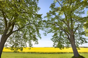 Rape Field Prints: Alley and rape field near Lohme, Jasmund, RAogen Island, Mecklenburg-Western Pomerania