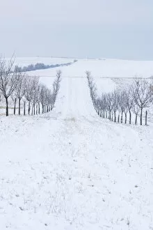 Alley of tree on rolling hills in winter, near Sardice, Hodonin District, South Moravian Region, Czech Republic