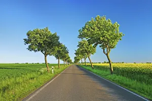 Alley with windblown trees - Germany, Schleswig-Holstein, Ostholstein, Fehmarn, Sulsdorf