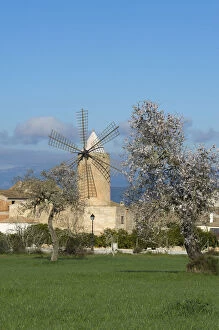 Images Dated 3rd January 2012: Almond Blossom nearby Algaida, Majorca, Balearics, Spain