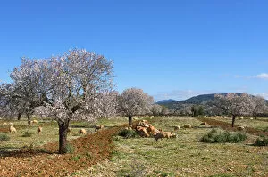 Almond Blossom nearby Campos, Majorca, Balearics, Spain