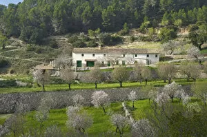 Almond Blossom nearby Es Capdella, Majorca, Balearics, Spain