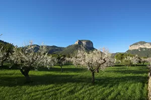 Images Dated 3rd January 2012: Almond Blossom, Serra de Tramuntana auf Majorca, Balearics, Spain
