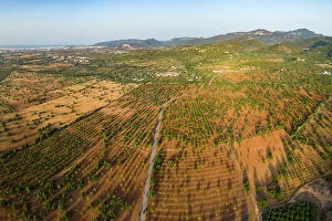 Images Dated 19th July 2023: Almond orchard (north of Palma), Mallorca, Balearic Islands, Spain