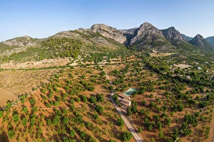 Images Dated 19th July 2023: Almond orchard (north of Palma), Mallorca, Balearic Islands, Spain