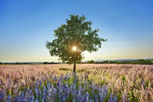 Farm Land Prints: Almond and sage field - France, Provence-Alpes-Cote d Azur