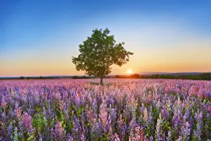 Almond and sage field - France, Provence-Alpes-Cote d Azur, Alpes de Haute Provence