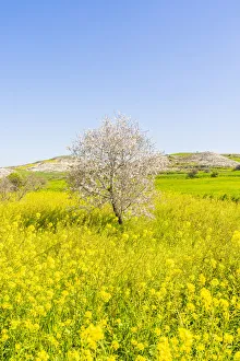 Almond Tree blossom, Athienou, Nicosia District, Cyprus