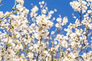 Images Dated 29th April 2021: Almond Tree blossom, Athienou, Nicosia District, Cyprus
