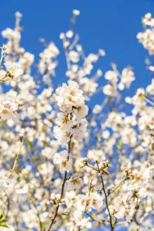 Images Dated 29th April 2021: Almond Tree blossom, Athienou, Nicosia District, Cyprus