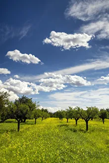 Almond Trees in Field of Wildflowers, Mallorca, Balearics, Spain