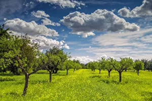 Orchard Prints: Almond Trees in Field of Wildflowers, Mallorca, Balearics, Spain
