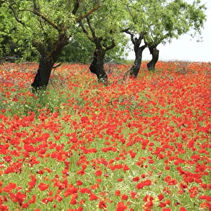 Back Lit Prints: Almond Trees & Poppies, Spain